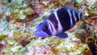 Underwater photograph by Joel Bergsma