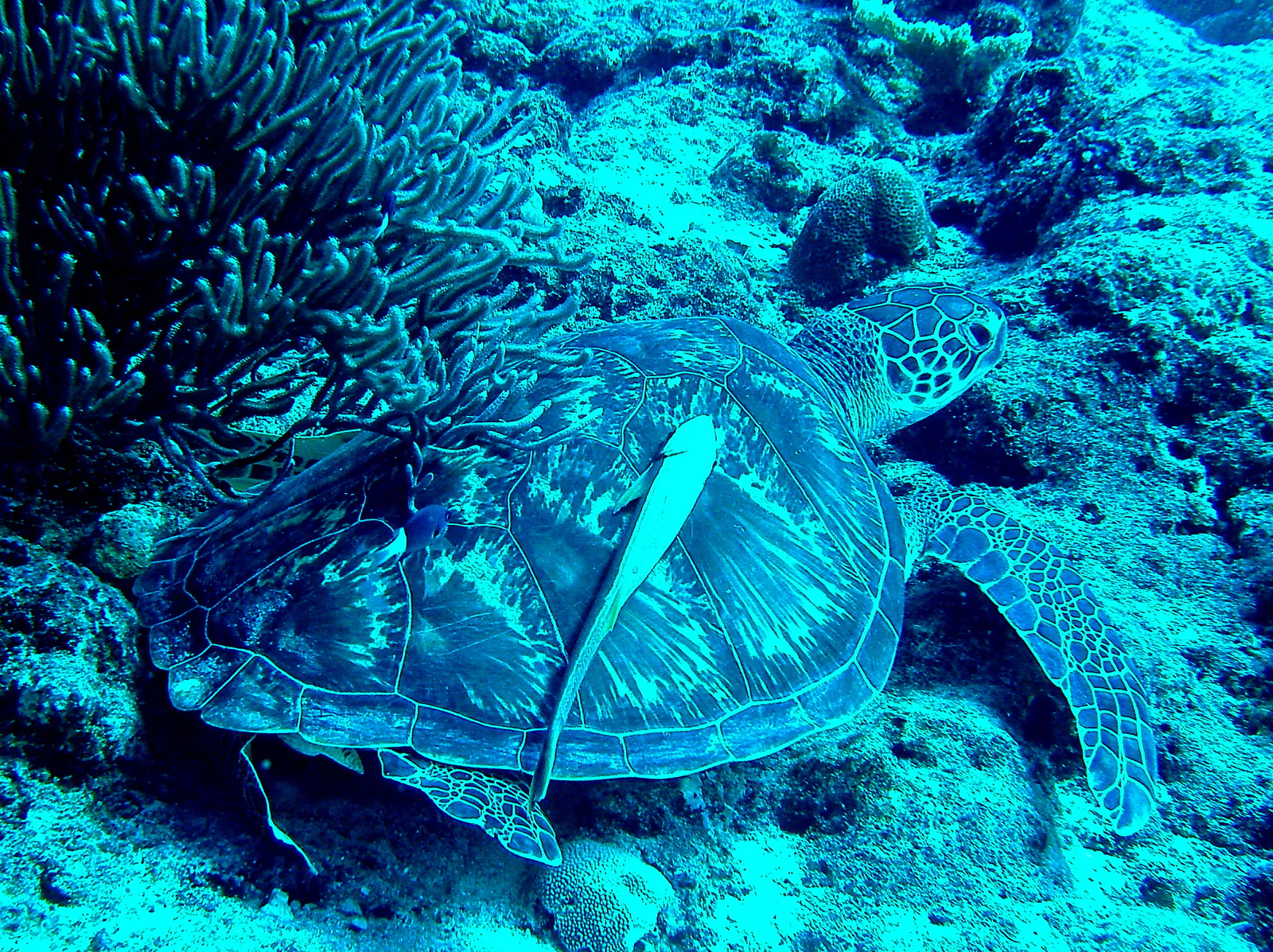 Green sea turtle with a remora hitching a ride on its shell.