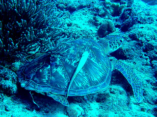 Green sea turtle with a remora hitching a ride on its shell.