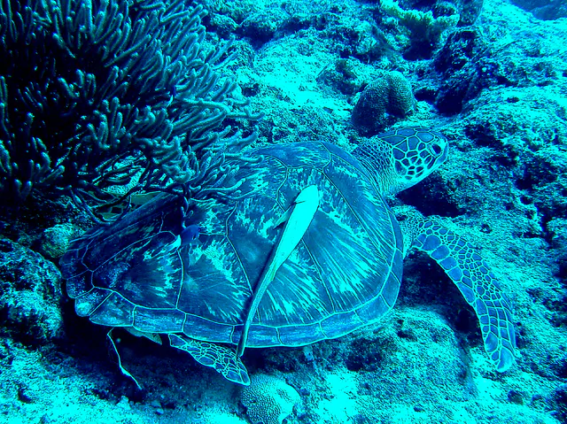 Green sea turtle with a remora hitching a ride on its shell.