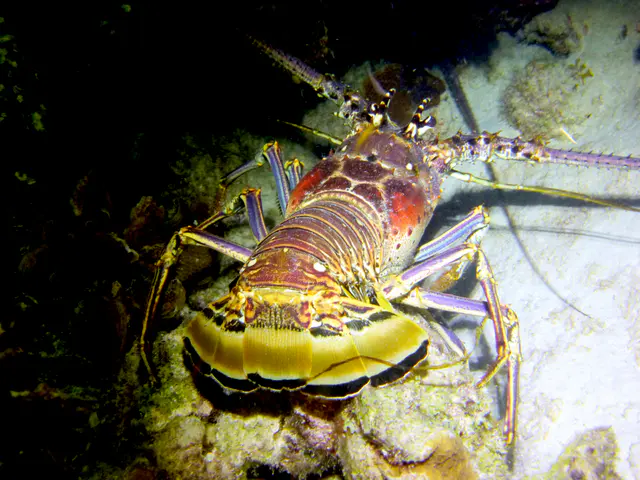 Underwater photograph by Joel Bergsma