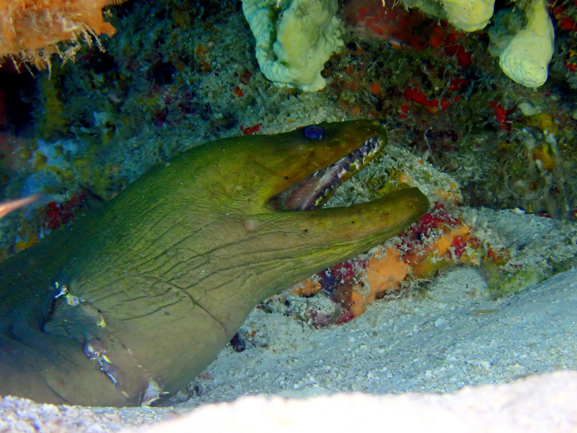 Cozumel underwater photograph, 2023