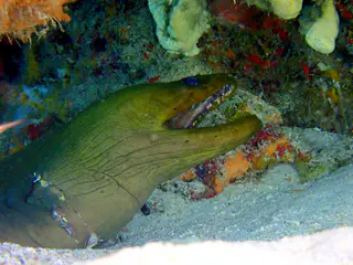 Underwater photograph by Joel Bergsma