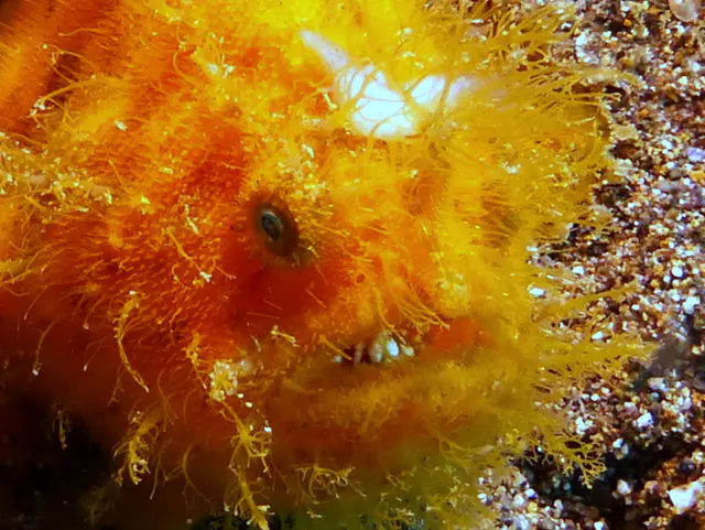 Underwater photograph by Joel Bergsma
