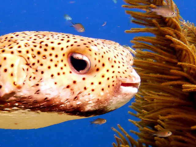 Underwater photograph by Joel Bergsma