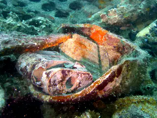 Underwater photograph by Joel Bergsma