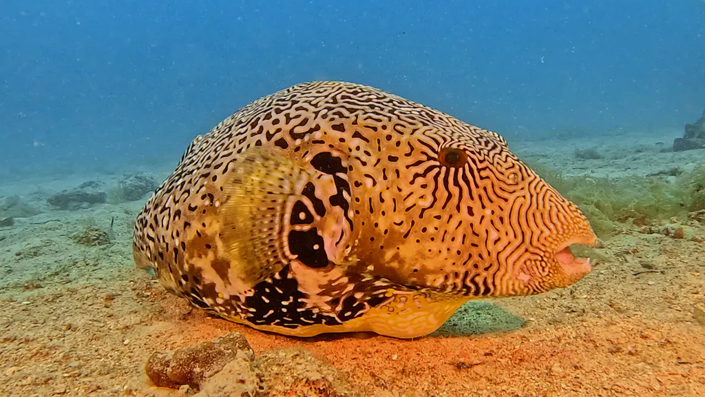 Underwater photograph by Joel Bergsma
