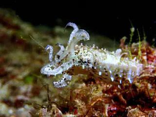 Underwater photograph by Joel Bergsma