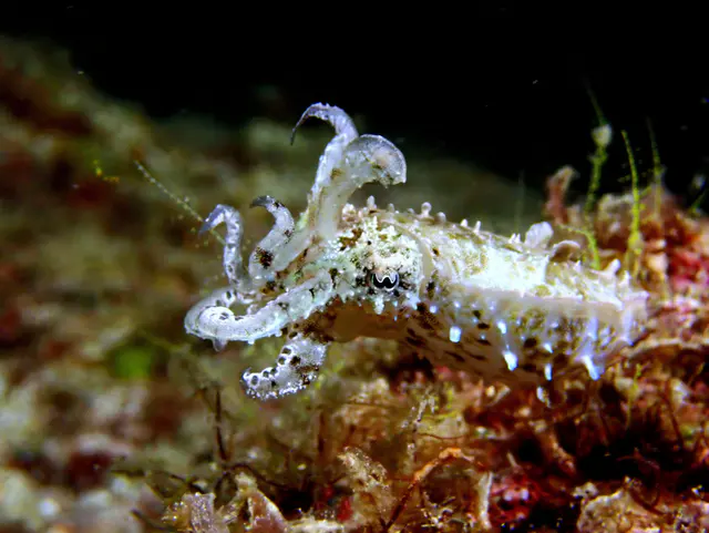 Underwater photograph by Joel Bergsma