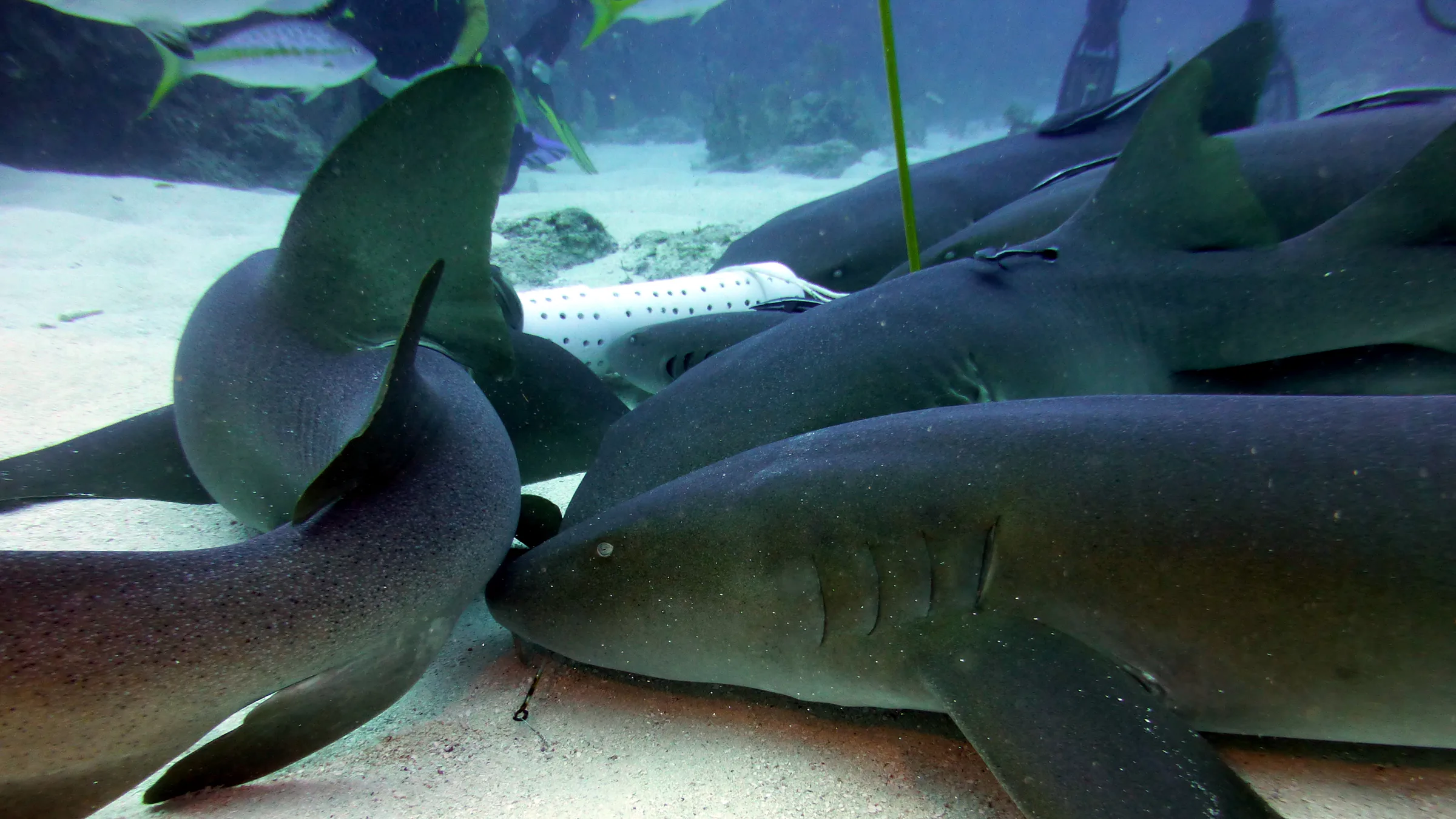 Nurse Shark, Belize, 2017