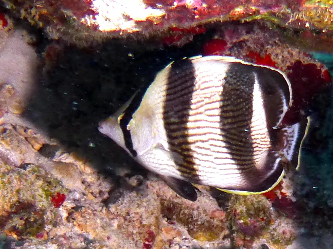 Butterflyfish, Bonaire, 2013
