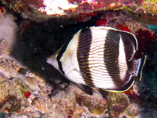 Underwater photograph by Joel Bergsma