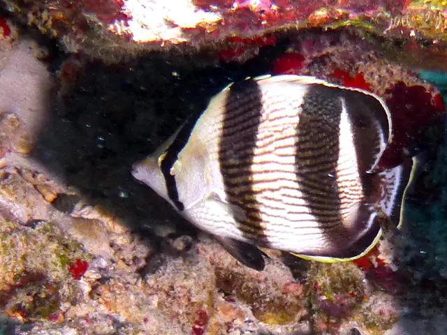 Underwater photograph by Joel Bergsma