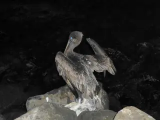 Brown Pelican on the waterfront in Puerto Baquerizo Moreno, San Cristobal, Galapagos Islands.  July 7, 2012.