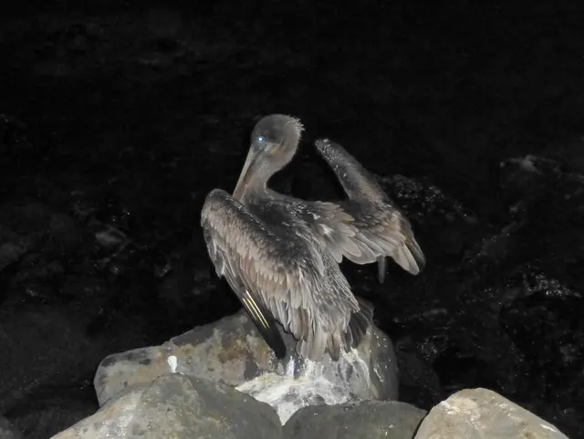 Brown Pelican on the waterfront in Puerto Baquerizo Moreno, San Cristobal, Galapagos Islands.  July 7, 2012.