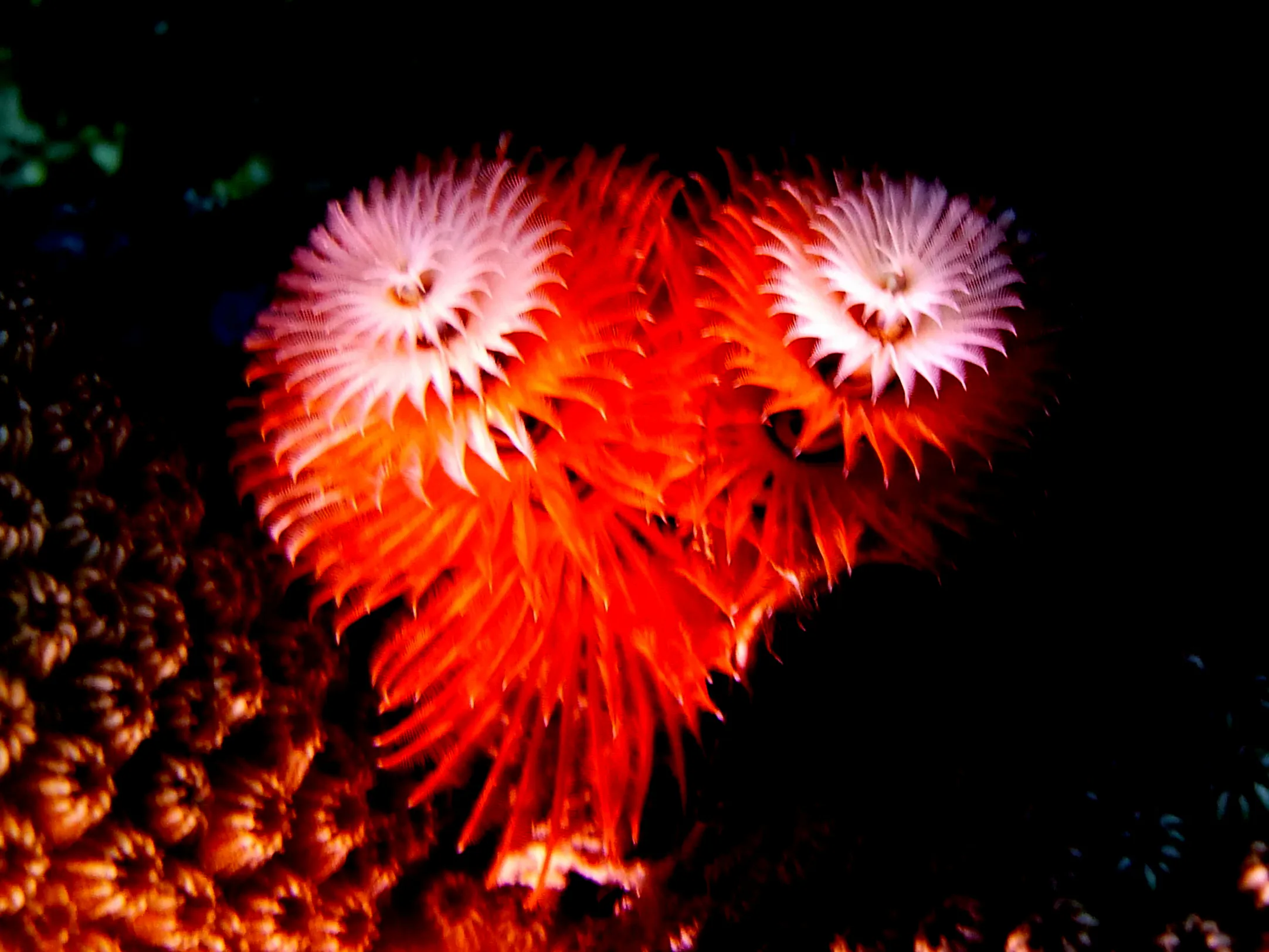 Christmas Tree Worm, Bonaire, 2013