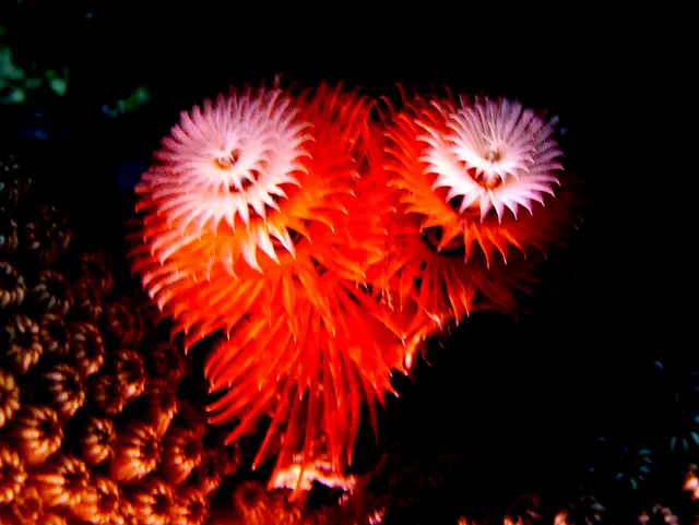 Underwater photograph by Joel Bergsma