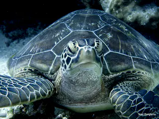 Underwater photograph by Joel Bergsma