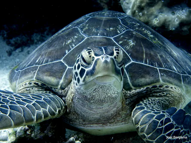 Underwater photograph by Joel Bergsma