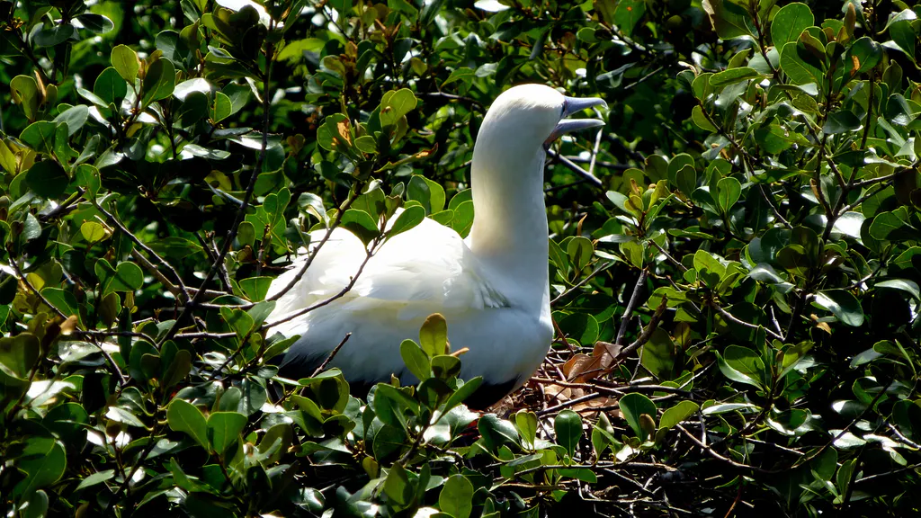 Red-footed Booby