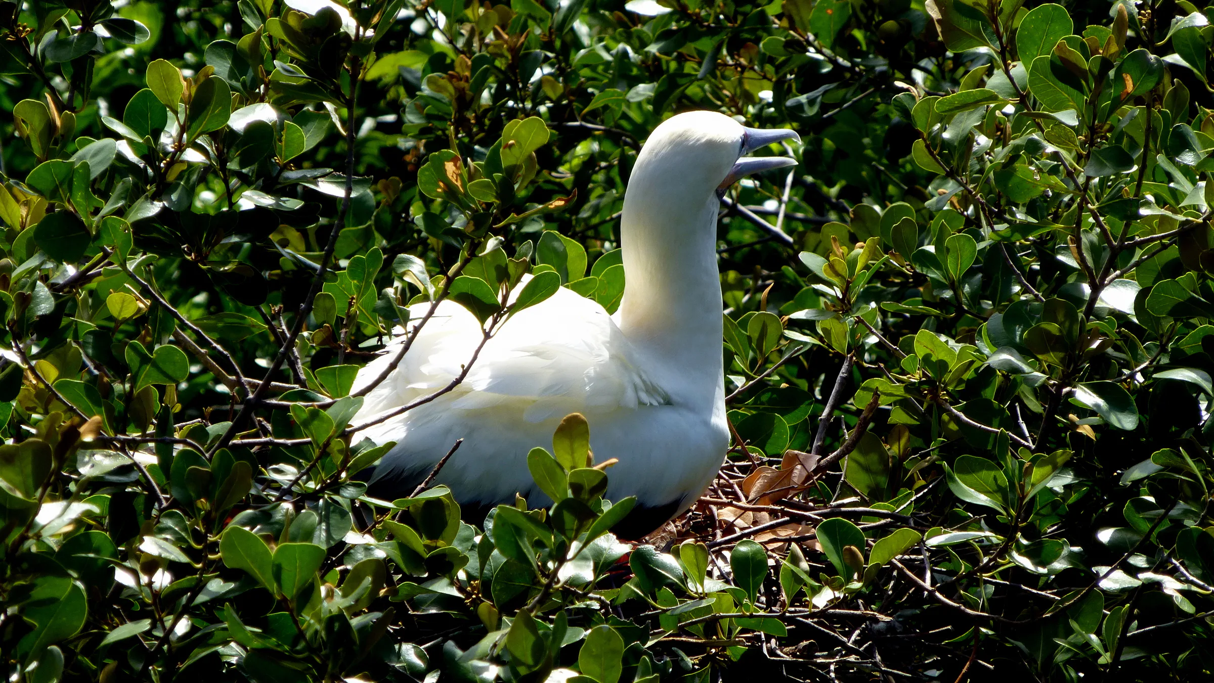 Red-footed Booby