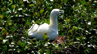 Red-footed Booby