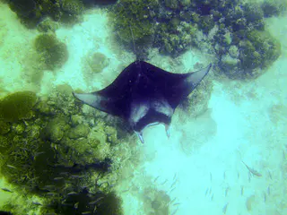 Underwater photograph by Joel Bergsma