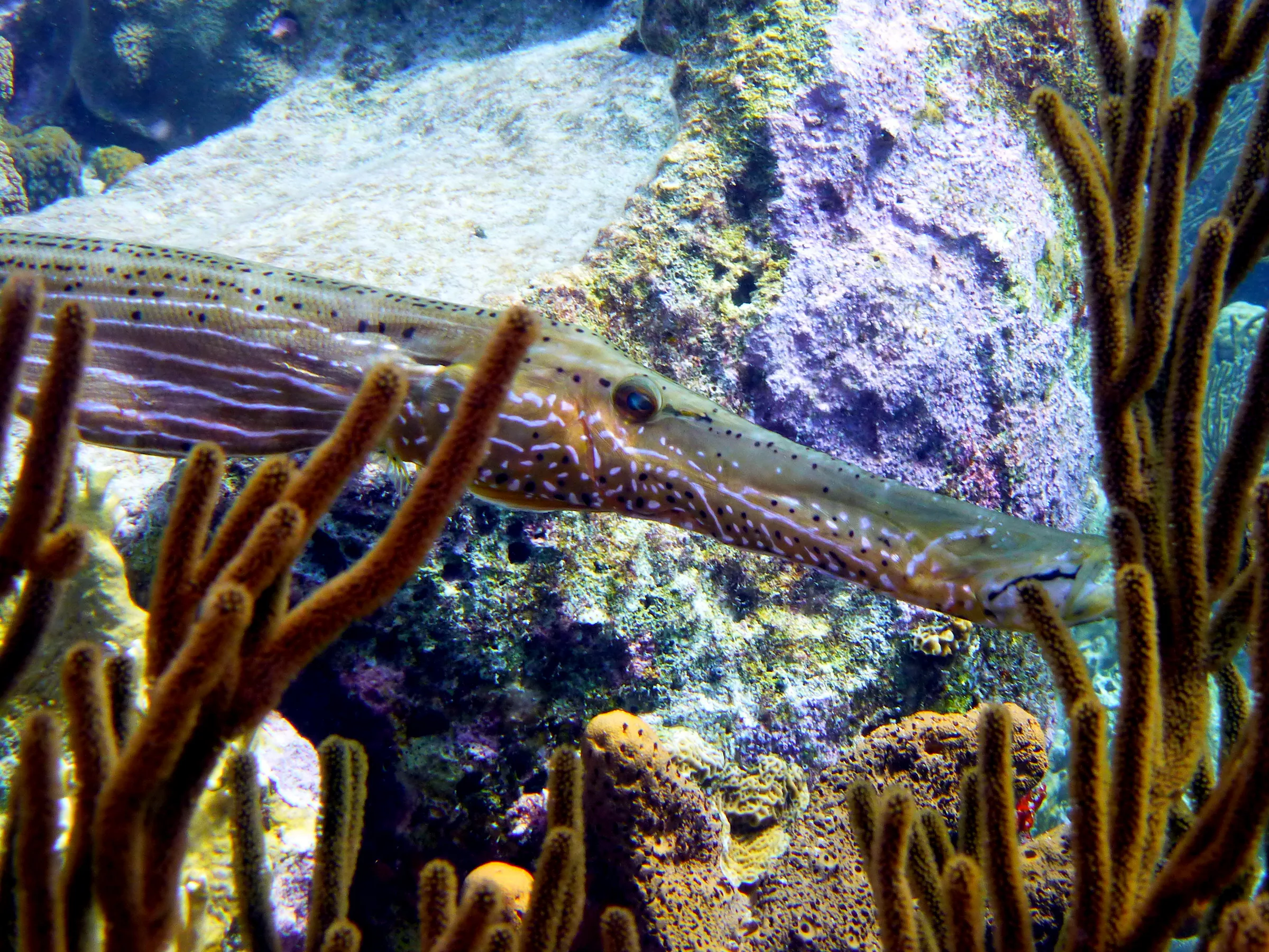 Trumpetfish, Bonaire, 2013