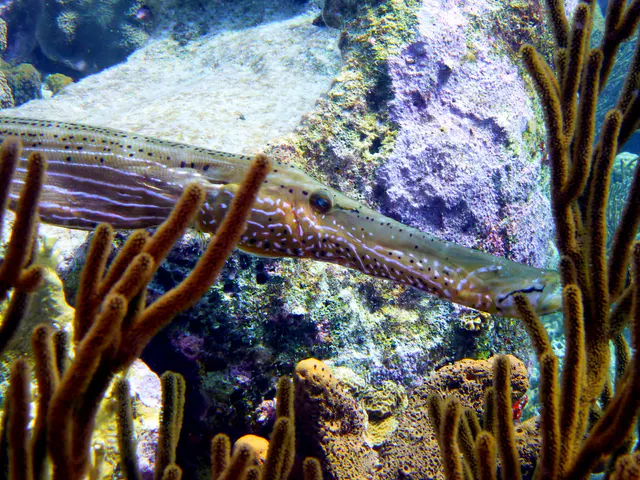 Underwater photograph by Joel Bergsma