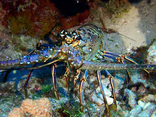 Underwater photograph by Joel Bergsma