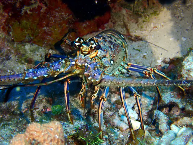 Underwater photograph by Joel Bergsma