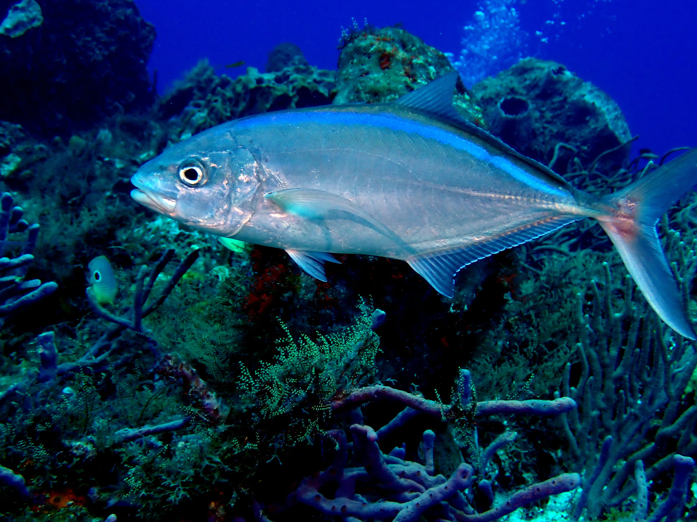 Cozumel underwater photograph, 2023
