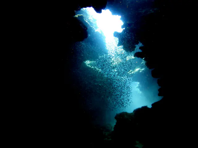 Underwater photograph by Joel Bergsma