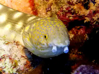 Underwater photograph by Joel Bergsma