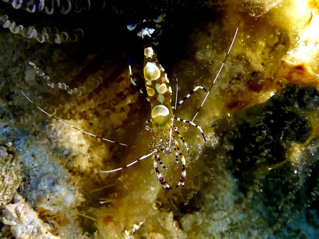Underwater photograph by Joel Bergsma