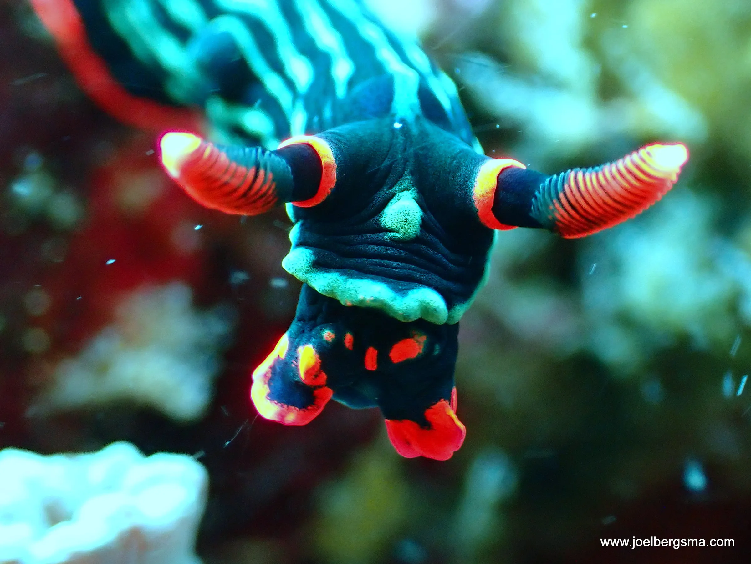 Philippines underwater photograph, 2022