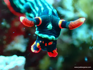 Underwater photograph by Joel Bergsma