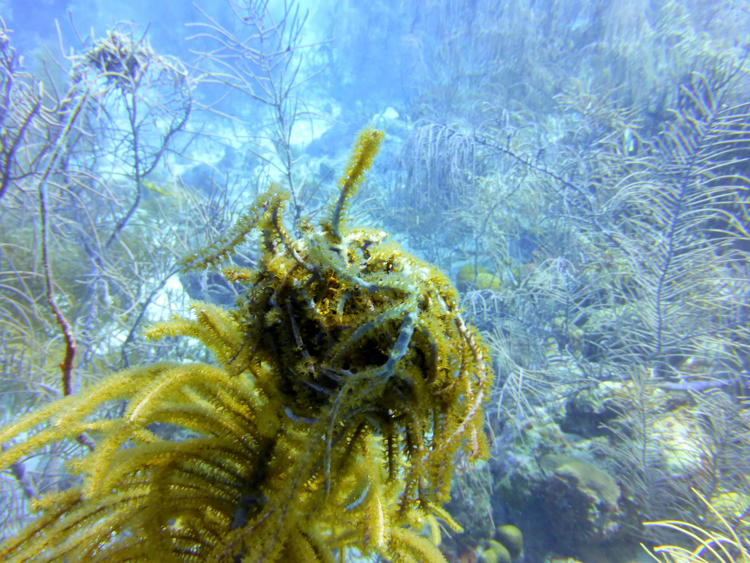 Worm, Bonaire, 2013