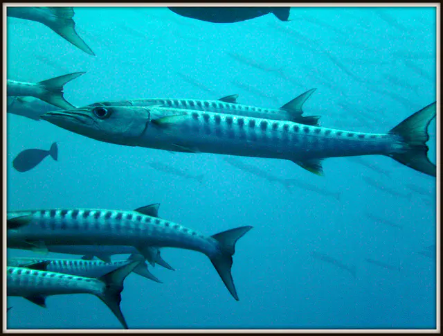 Barracuda
