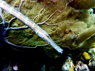 Underwater photograph by Joel Bergsma