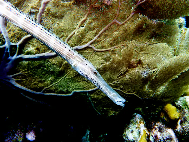 Underwater photograph by Joel Bergsma