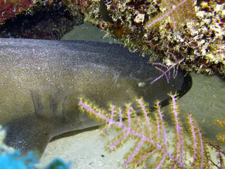 Underwater photograph by Joel Bergsma