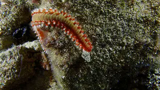 Underwater photograph by Joel Bergsma