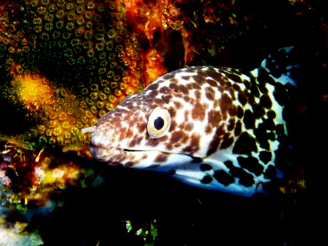 Underwater photograph by Joel Bergsma