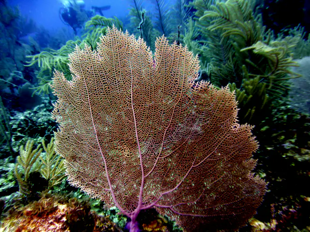 Underwater photograph by Joel Bergsma