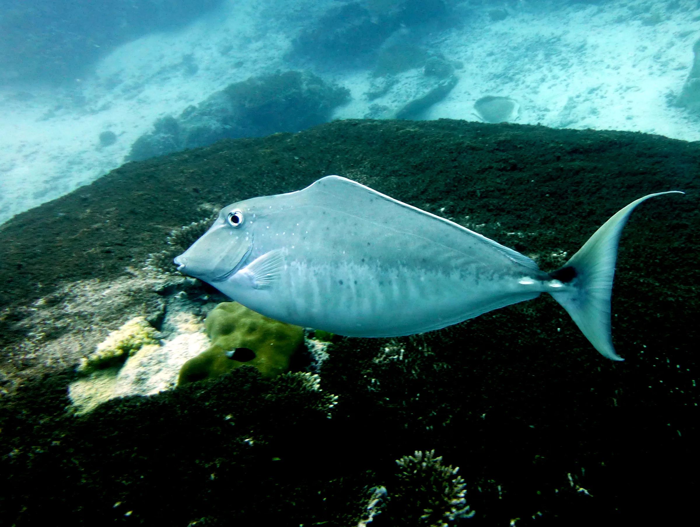 Unicornfish