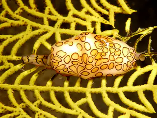 Underwater photograph by Joel Bergsma