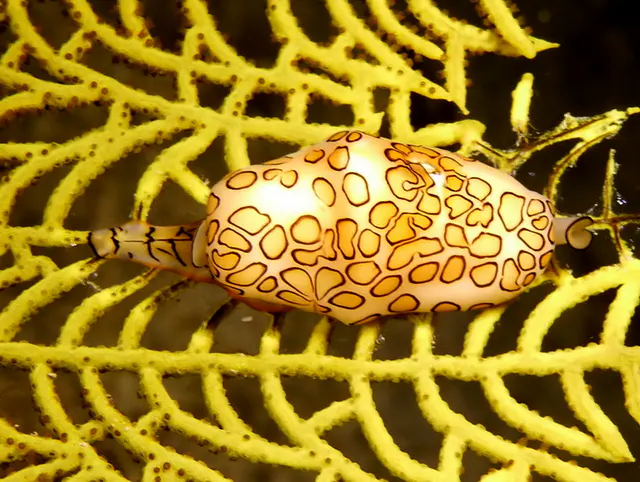 Underwater photograph by Joel Bergsma