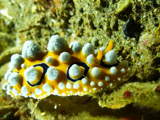 Underwater photograph by Joel Bergsma