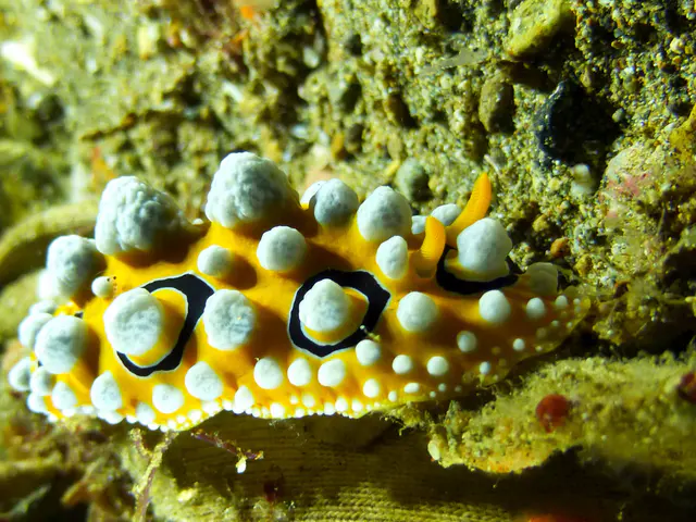 Underwater photograph by Joel Bergsma